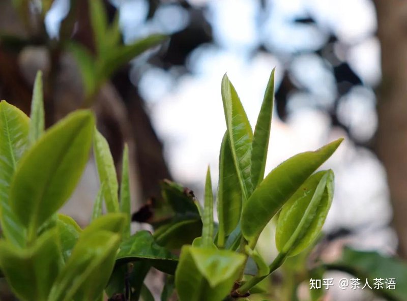 普洱茶山头春茶
