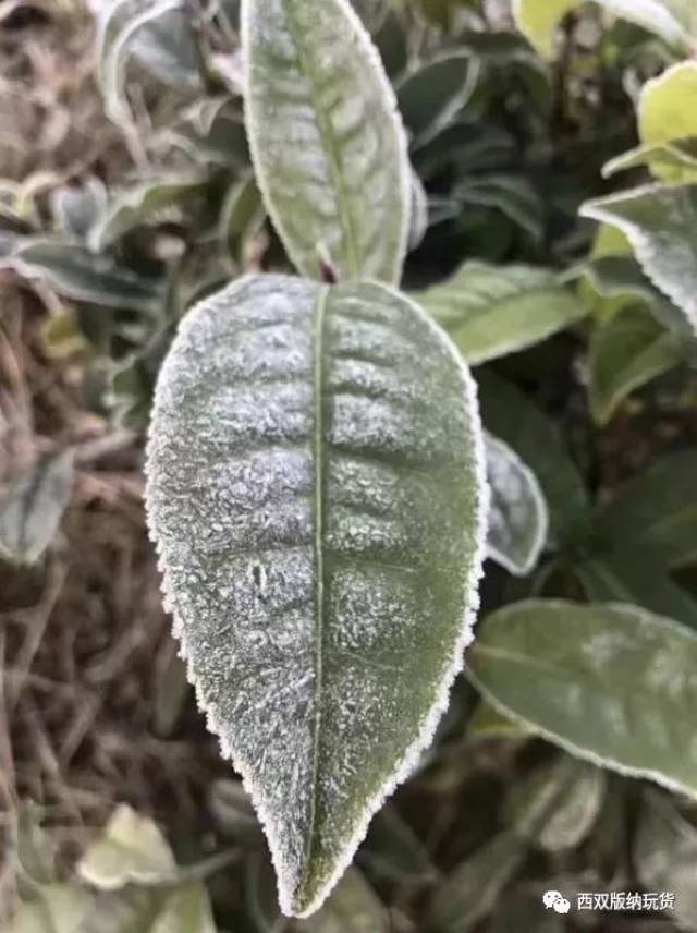西双版纳普洱茶
